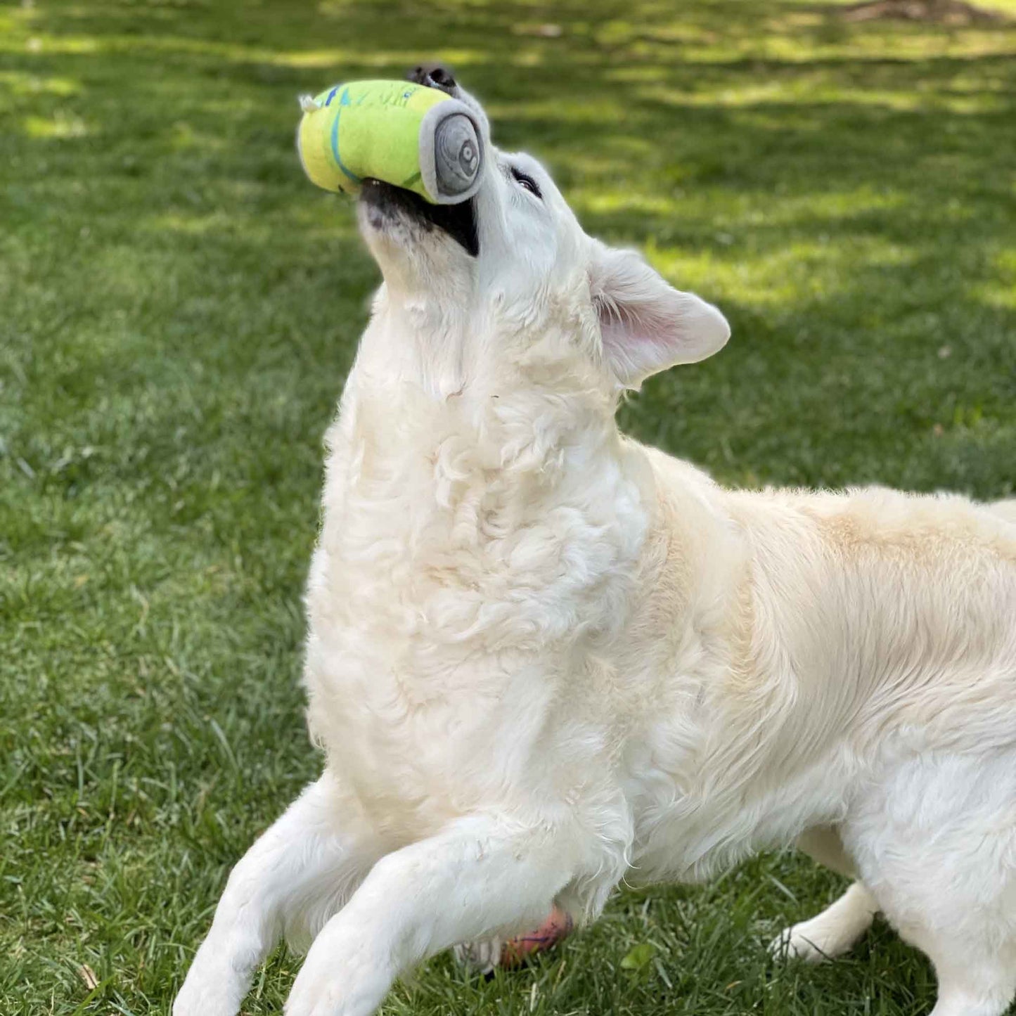 LickCroix Barkling Water Dog Toy